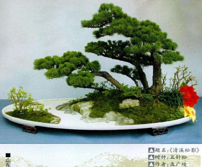 五针松盆景怎么繁殖栽培的5个步骤