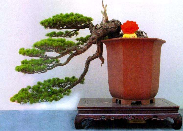 五针松盆景怎么繁殖栽培的5个步骤