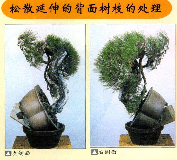 图解 特殊树形盆景怎么构思的5个方法