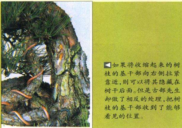 图解 特殊树形盆景怎么构思的5个方法