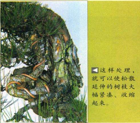 图解 特殊树形盆景怎么构思的5个方法