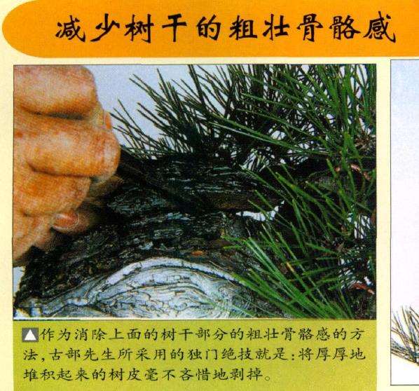 图解 特殊树形盆景怎么构思的5个方法