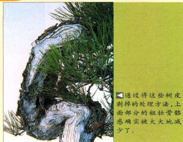 图解 特殊树形盆景怎么构思的5个方法