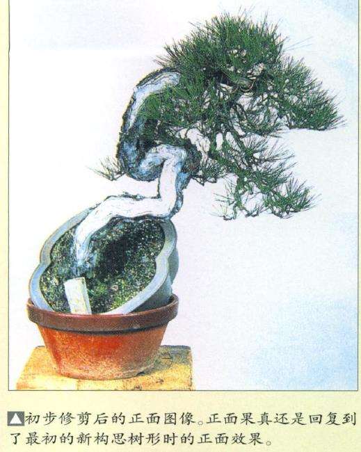 图解 特殊树形盆景怎么构思的5个方法