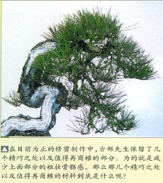 图解 特殊树形盆景怎么构思的5个方法
