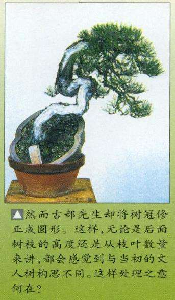 图解 特殊树形盆景怎么构思的5个方法