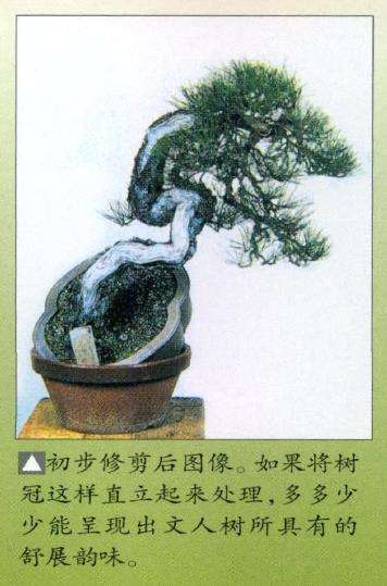 图解 特殊树形盆景怎么构思的5个方法