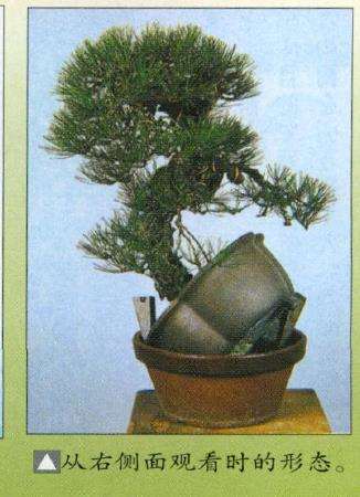 图解 特殊树形盆景怎么构思的5个方法