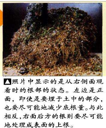 图解 特殊树形盆景怎么构思的5个方法