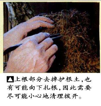 图解 特殊树形盆景怎么构思的5个方法