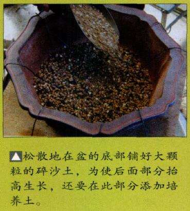 图解 特殊树形盆景怎么构思的5个方法