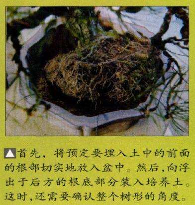 图解 特殊树形盆景怎么构思的5个方法