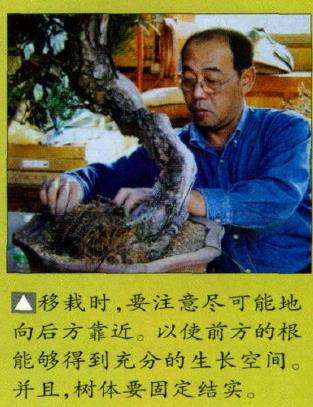 图解 特殊树形盆景怎么构思的5个方法