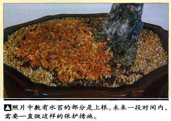 图解 特殊树形盆景怎么构思的5个方法