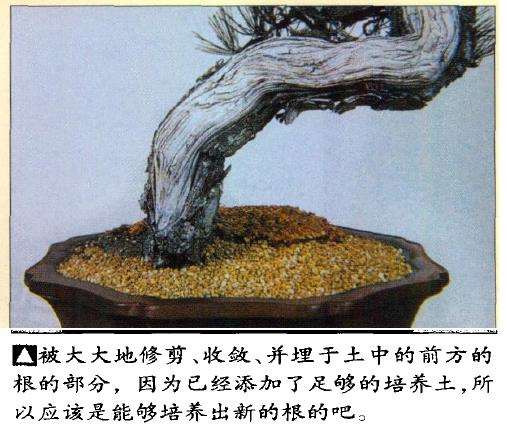 图解 特殊树形盆景怎么构思的5个方法