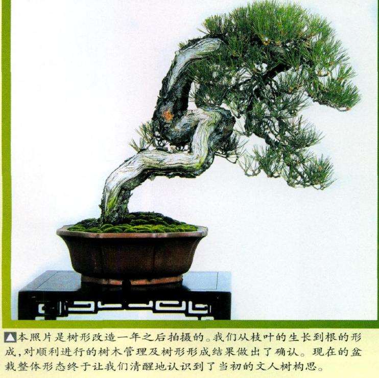 图解 特殊树形盆景怎么构思的5个方法