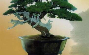 魏积泉先生的柏树盆景《汉唐遗韵》