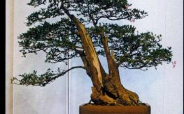 中国盆景艺术是融诗书画于一体