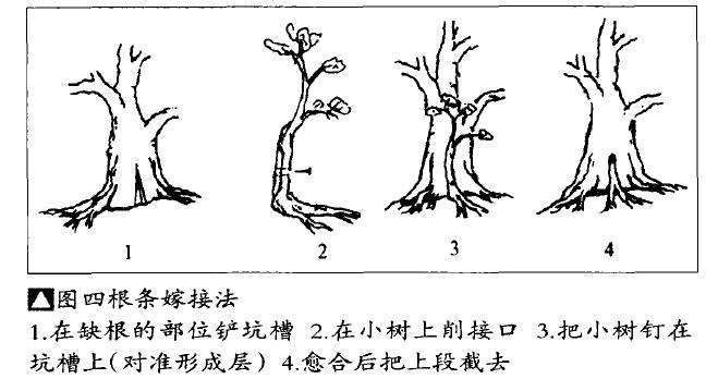 盆景怎么靠接