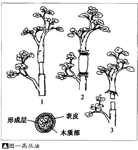 盆景怎么高压嫁接的5个方法 图片