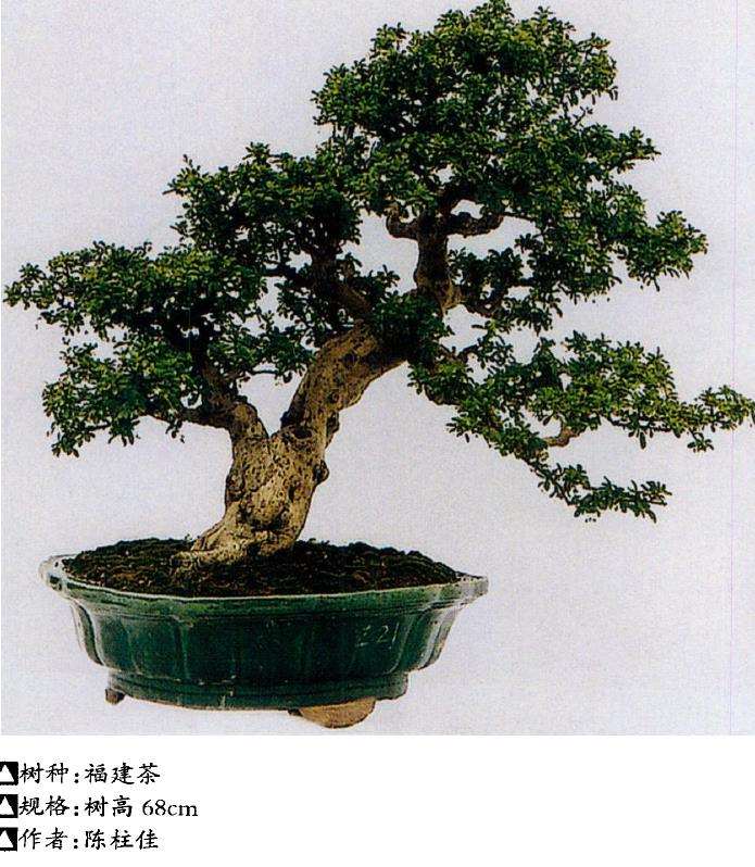 制作盆景怎么矫形的5个方法 图片