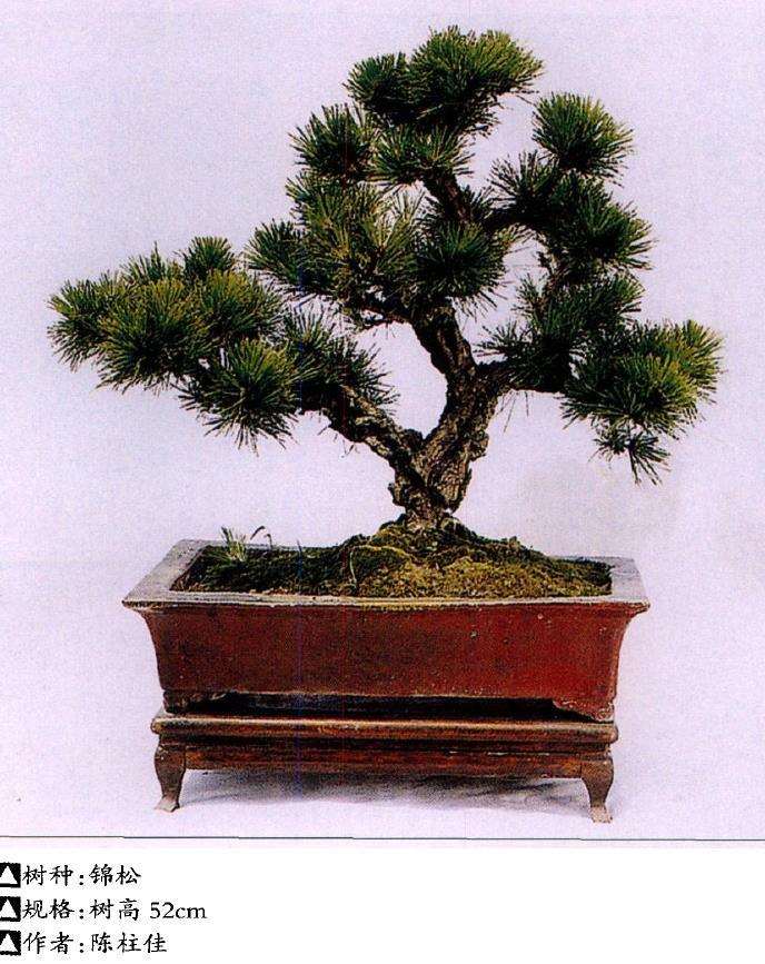 制作盆景怎么矫形的5个方法