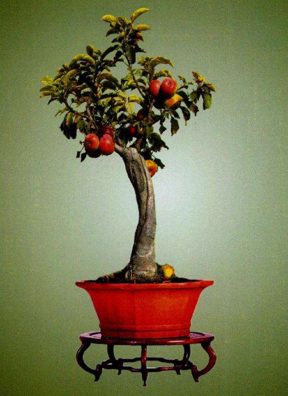 怎么提高盆景的欣赏能力的5个方法