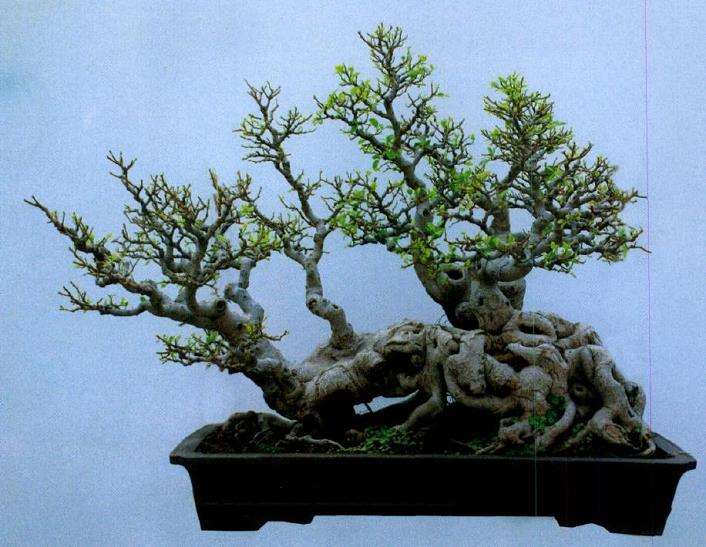 树桩盆景优劣的5个具体标准