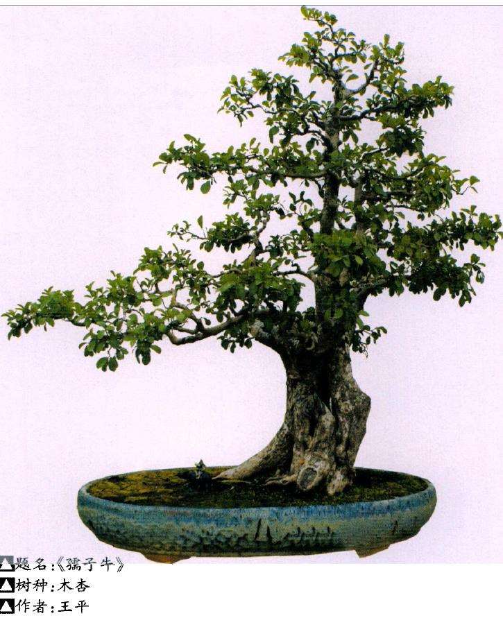 盆景死亡的10个原因及相应对策 图片