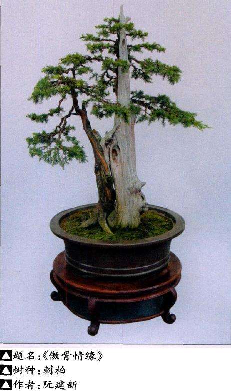 盆景死亡的10个原因及相应对策 图片