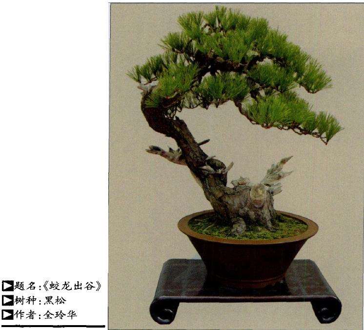 盆景死亡的10个原因及相应对策 图片