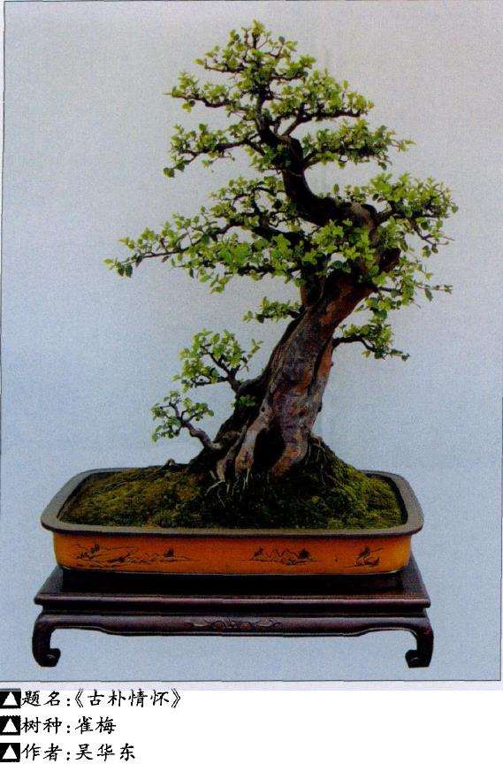 盆景死亡的10个原因及相应对策 图片