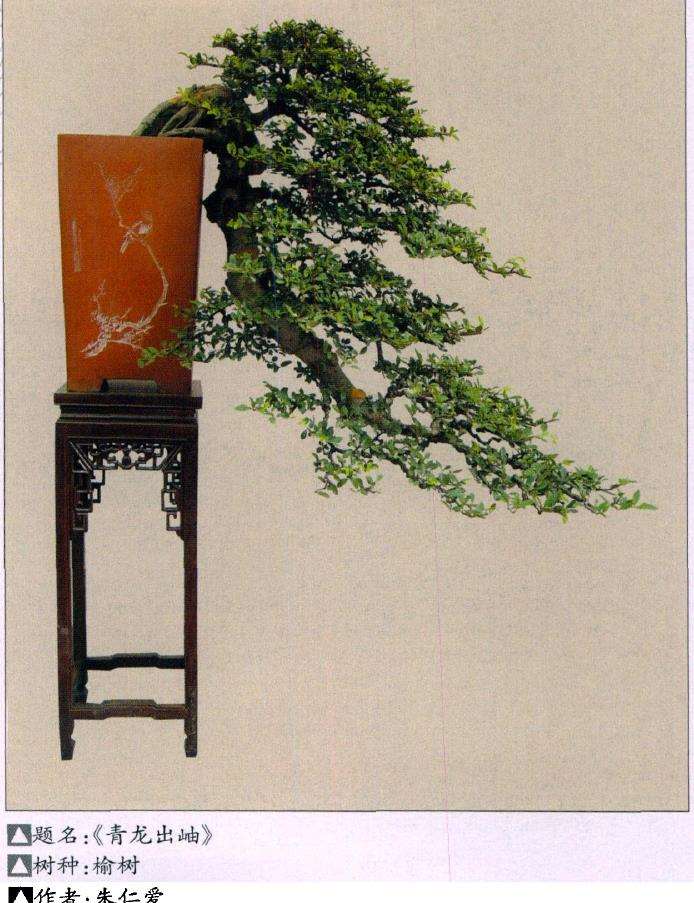 盆景死亡的10个原因及相应对策 图片