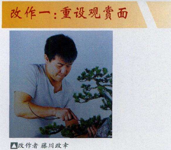 图解 五针松盆景怎么选择观赏面的方法