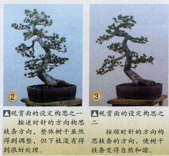 图解 五针松盆景怎么选择观赏面的方法