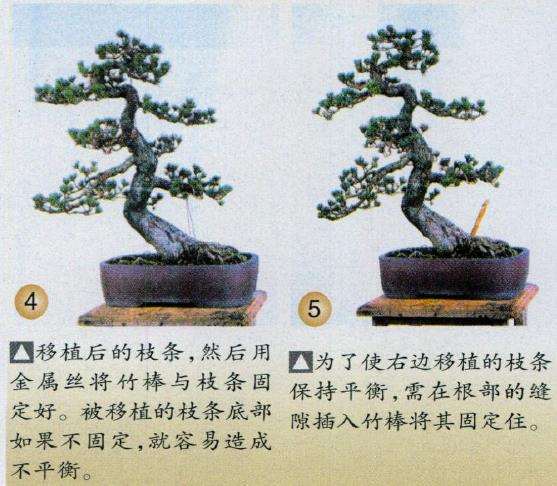 图解 五针松盆景怎么选择观赏面的方法