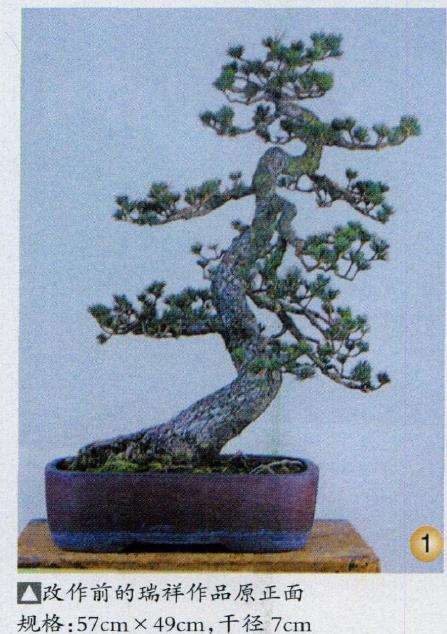 图解 五针松盆景怎么选择观赏面的方法