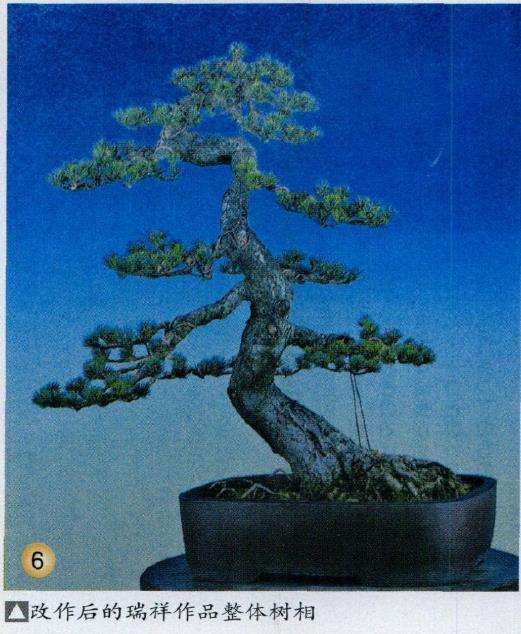 图解 五针松盆景怎么选择观赏面的方法