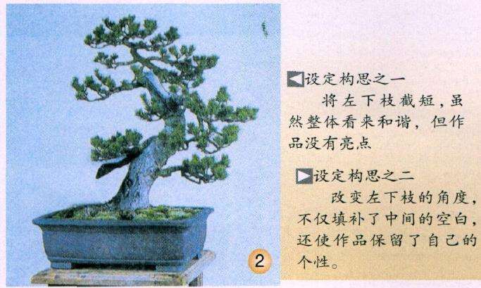 图解 五针松盆景怎么改作生硬枝条的方法