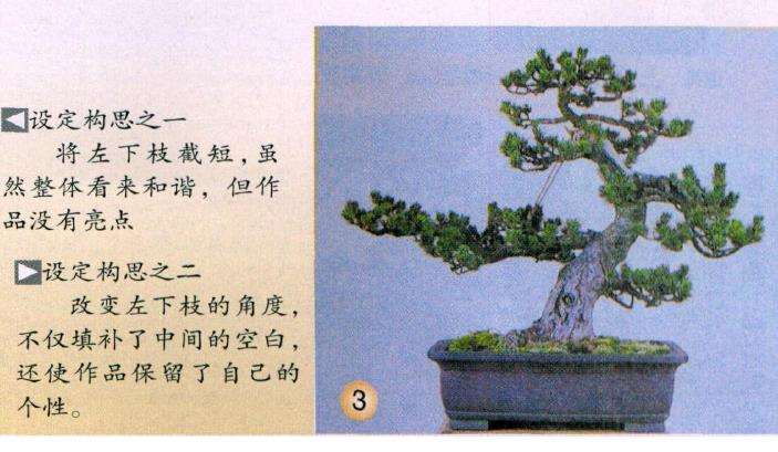 图解 五针松盆景怎么改作生硬枝条的方法