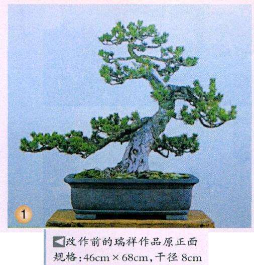 图解 五针松盆景怎么改作生硬枝条的方法