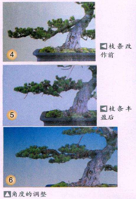 图解 五针松盆景怎么改作生硬枝条的方法