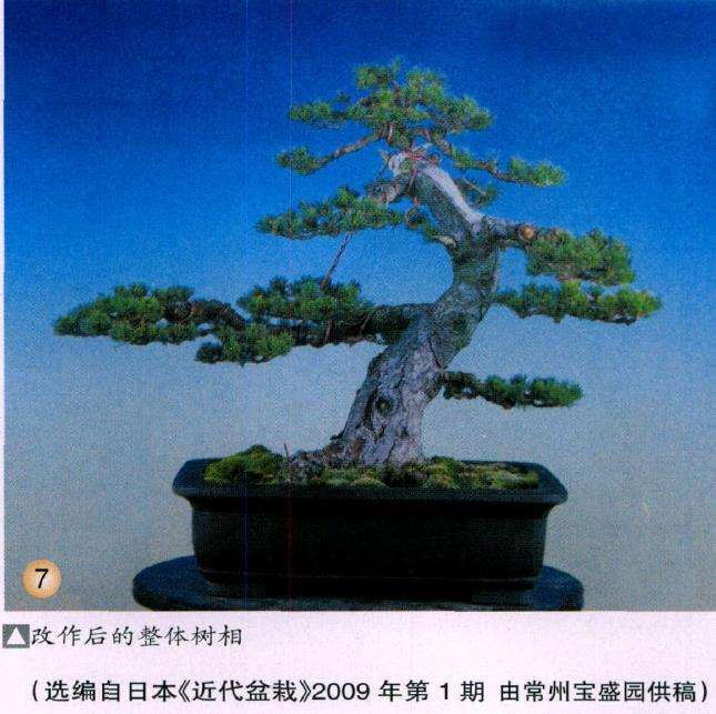 图解 五针松盆景怎么改作生硬枝条的方法