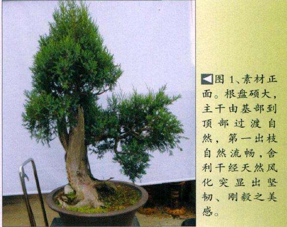 图解 桧柏素材怎么制作盆景的6个步骤