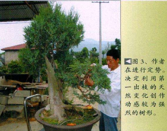 图解 桧柏素材怎么制作盆景的6个步骤