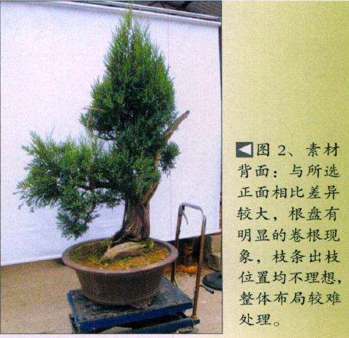 图解 桧柏素材怎么制作盆景的6个步骤