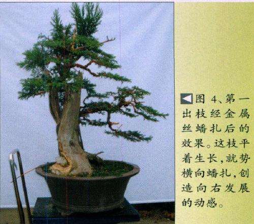 图解 桧柏素材怎么制作盆景的6个步骤