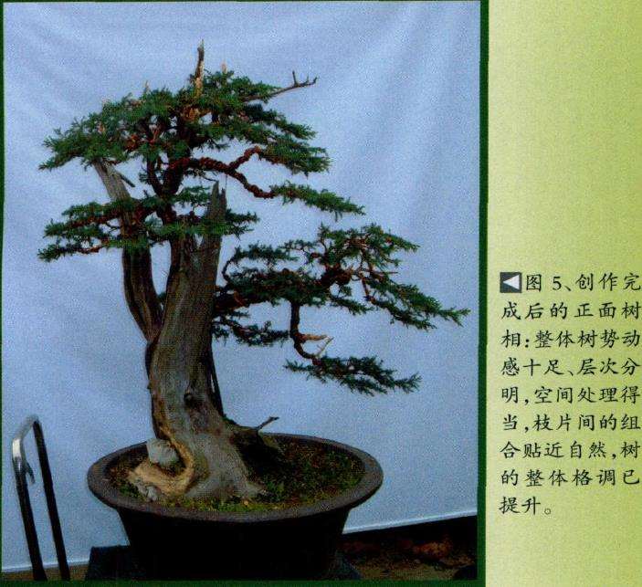 图解 桧柏素材怎么制作盆景的6个步骤