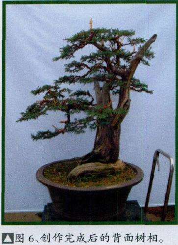 图解 桧柏素材怎么制作盆景的6个步骤