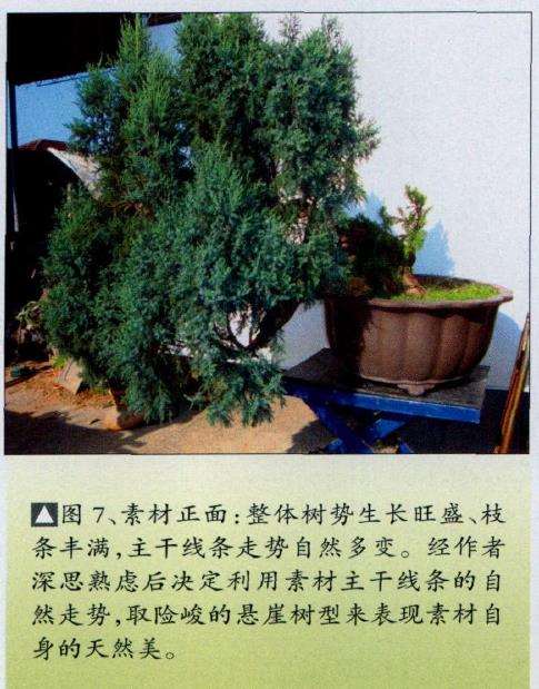 图解 演示怎么制作桧柏盆景的6个步骤